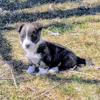 Emerald - AKC, a female Cardigan Welsh Corgi for sale in Hotchkiss, CO – Photo 3 of 5