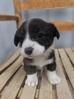 Emerald - AKC, a female Cardigan Welsh Corgi for sale in Hotchkiss, CO – Photo 1 of 6