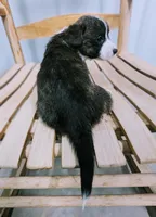 Emerald - AKC, a female Cardigan Welsh Corgi for sale in Hotchkiss, CO – Photo 2 of 6