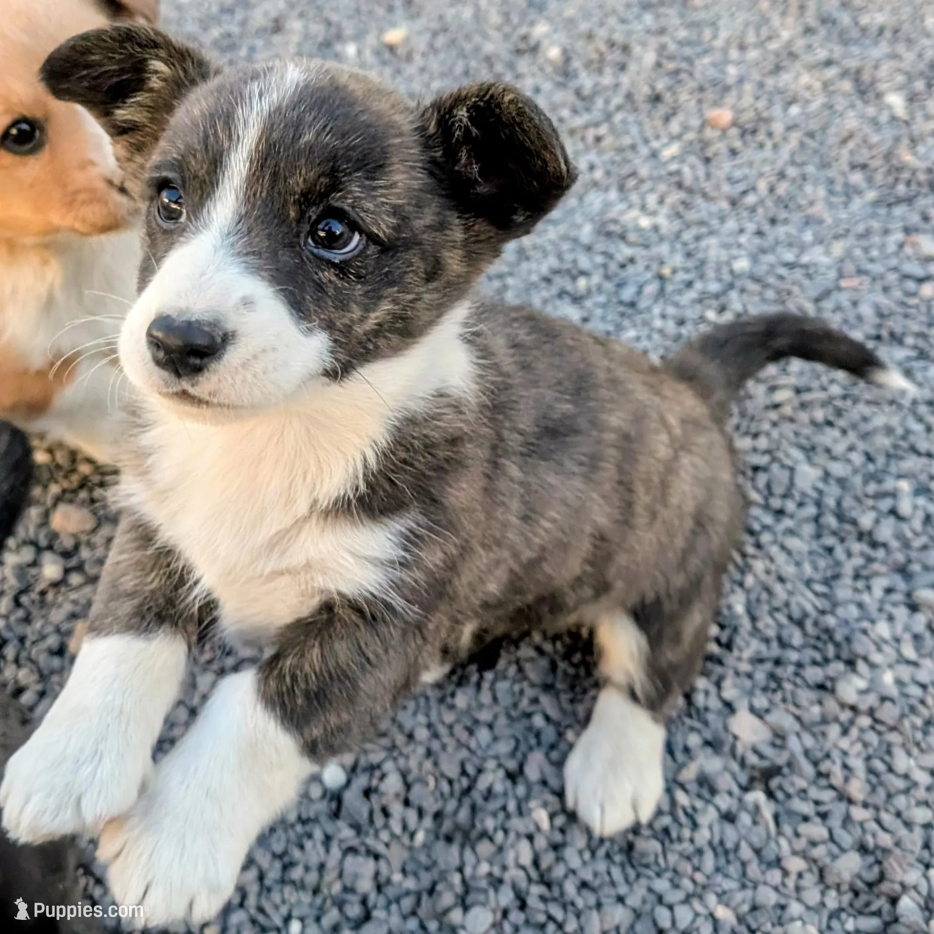 Emerald - AKC – Cardigan Welsh Corgi puppy for sale in Hotchkiss, CO