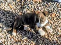 Emerald - AKC, a female Cardigan Welsh Corgi for sale in Hotchkiss, CO – Photo 1 of 5