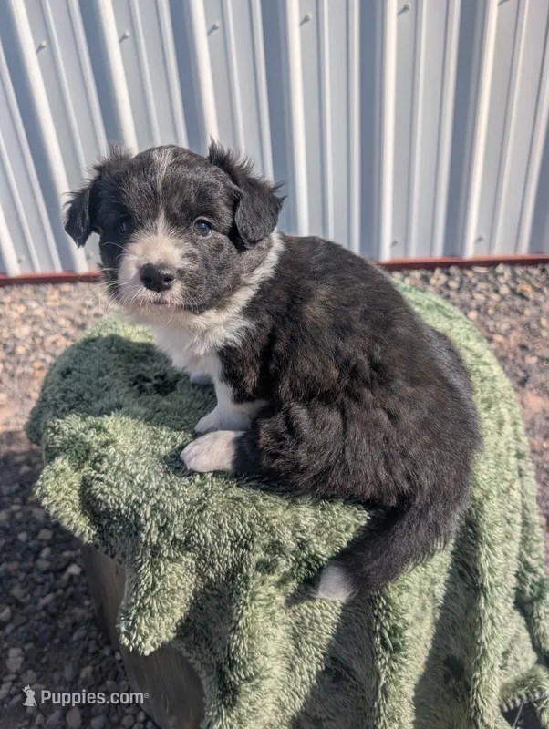 Storm - AKC – Cardigan Welsh Corgi puppy for sale in Hotchkiss, CO