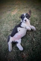 Blossom, a female Pembroke Welsh Corgi for sale in Hotchkiss, CO – Photo 4 of 6