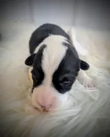 Blossom, a female Pembroke Welsh Corgi for sale in Hotchkiss, CO – Photo 1 of 5