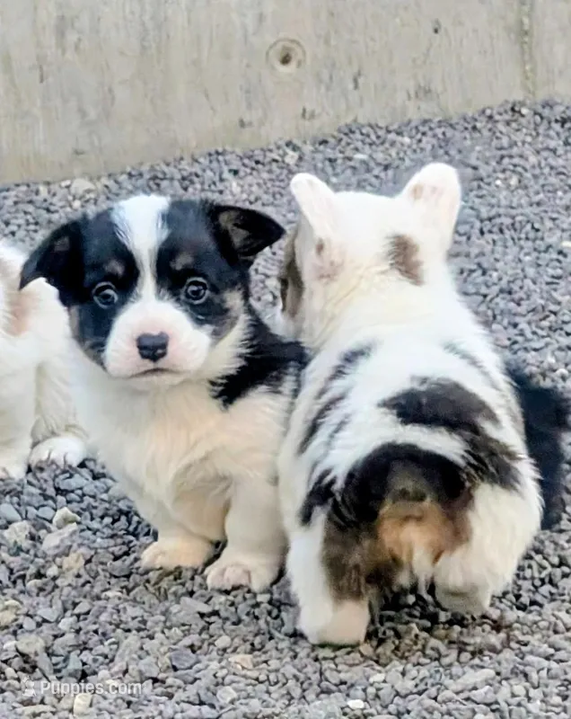 Blossom – Pembroke Welsh Corgi puppy for sale in Hotchkiss, CO