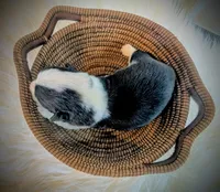 Blossom, a female Pembroke Welsh Corgi for sale in Hotchkiss, CO – Photo 3 of 5