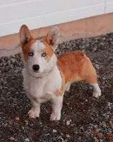 Blossom, a female Pembroke Welsh Corgi for sale in Hotchkiss, CO – Photo 5 of 5