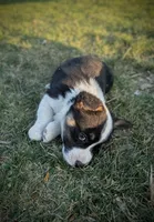 Blossom, a female Pembroke Welsh Corgi for sale in Hotchkiss, CO – Photo 3 of 6