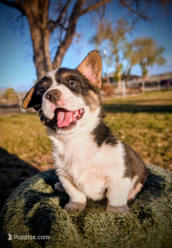 Blossom – Pembroke Welsh Corgi puppy for sale in Hotchkiss, CO