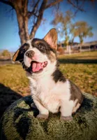 Blossom, a female Pembroke Welsh Corgi for sale in Hotchkiss, CO – Photo 1 of 6