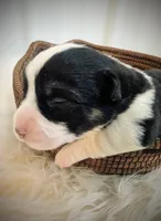 Blossom, a female Pembroke Welsh Corgi for sale in Hotchkiss, CO – Photo 2 of 5