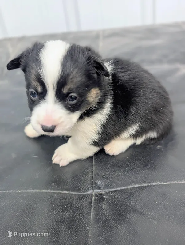 Blossom – Pembroke Welsh Corgi puppy for sale in Hotchkiss, CO