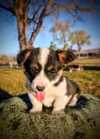 Blossom, a female Pembroke Welsh Corgi for sale in Hotchkiss, CO – Photo 2 of 6