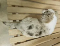 Lass - AKC, a female Cardigan Welsh Corgi for sale in Hotchkiss, CO – Photo 2 of 7