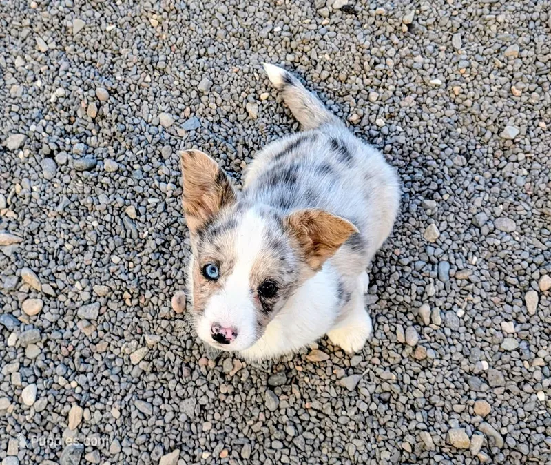 Lass - AKC – Cardigan Welsh Corgi puppy for sale in Hotchkiss, CO