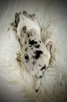 Lass - AKC, a female Cardigan Welsh Corgi for sale in Hotchkiss, CO – Photo 4 of 7