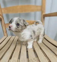 Lass - AKC, a female Cardigan Welsh Corgi for sale in Hotchkiss, CO – Photo 1 of 7