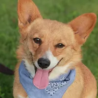Harley's Mocha - Clear, a female Pembroke Welsh Corgi for sale in Hotchkiss, CO – Photo 2 of 3