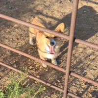 Harley's Mocha - Clear, a female Pembroke Welsh Corgi for sale in Hotchkiss, CO – Photo 3 of 3