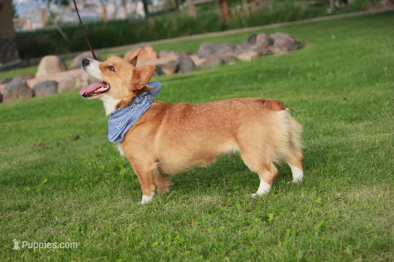 Harley's Mocha - Clear