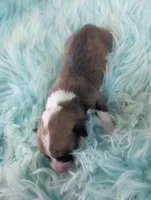 Native, a male Cardigan Welsh Corgi and Pembroke Welsh Corgi for sale in Delta, CO – 3 of 3