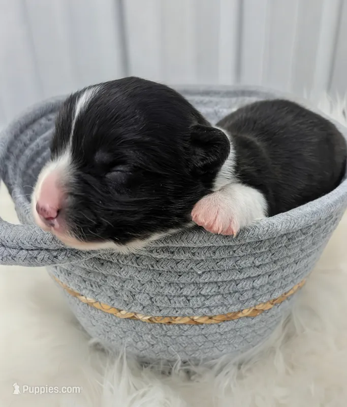 Storm - AKC – Cardigan Welsh Corgi puppy for sale in Hotchkiss, CO