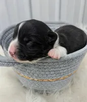 Storm - AKC, a female Cardigan Welsh Corgi for sale in Hotchkiss, CO – 1 of 2