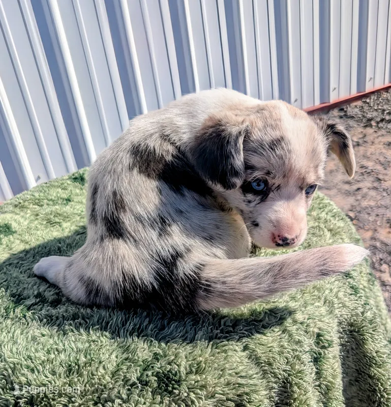 Misty - AKC – Cardigan Welsh Corgi puppy for sale in Hotchkiss, CO