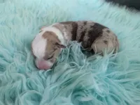 Pecan Pie, a male Cardigan Welsh Corgi and Pembroke Welsh Corgi for sale in Delta, CO – 2 of 2