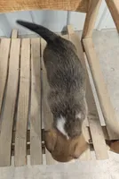 Shamrock - AKC, a male Cardigan Welsh Corgi for sale in Hotchkiss, CO – Photo 3 of 8