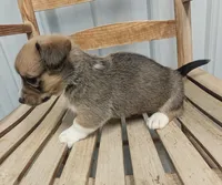 Shamrock - AKC, a male Cardigan Welsh Corgi for sale in Hotchkiss, CO – Photo 2 of 8