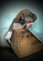 Shamrock - AKC, a male Cardigan Welsh Corgi for sale in Hotchkiss, CO – Photo 4 of 8