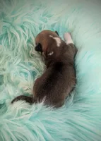 Shamrock - AKC, a male Cardigan Welsh Corgi for sale in Hotchkiss, CO – Photo 5 of 8