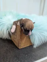 Shamrock - AKC, a male Cardigan Welsh Corgi for sale in Hotchkiss, CO – Photo 6 of 8