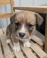 Shamrock - AKC, a male Cardigan Welsh Corgi for sale in Hotchkiss, CO – Photo 1 of 8