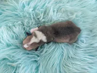 Native, a male Cardigan Welsh Corgi and Pembroke Welsh Corgi for sale in Delta, CO – 2 of 3