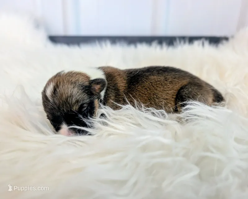 Crisp – Cardigan Welsh Corgi, Pembroke Welsh Corgi puppy for sale in Delta, CO