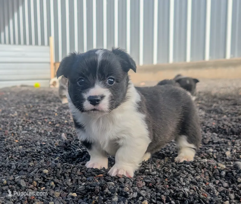 Gobble – Cardigan Welsh Corgi, Pembroke Welsh Corgi puppy for sale in Delta, CO