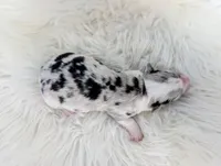 Rain - AKC, a female Cardigan Welsh Corgi for sale in Hotchkiss, CO – 2 of 2