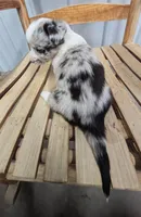 Irish - AKC, a female Cardigan Welsh Corgi for sale in Hotchkiss, CO – Photo 3 of 7