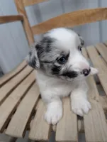 Irish - AKC, a female Cardigan Welsh Corgi for sale in Hotchkiss, CO – Photo 1 of 7