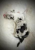 processed/dab21bc1-92b6-4c4c-b275-26e3618ede5a/listing/6bd1333a-f1a3-4f8b-ad71-d34884341e29/578f31e5-6781-462b-afc6-f1f5edbcb697