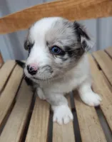 Irish - AKC, a female Cardigan Welsh Corgi for sale in Hotchkiss, CO – Photo 2 of 7