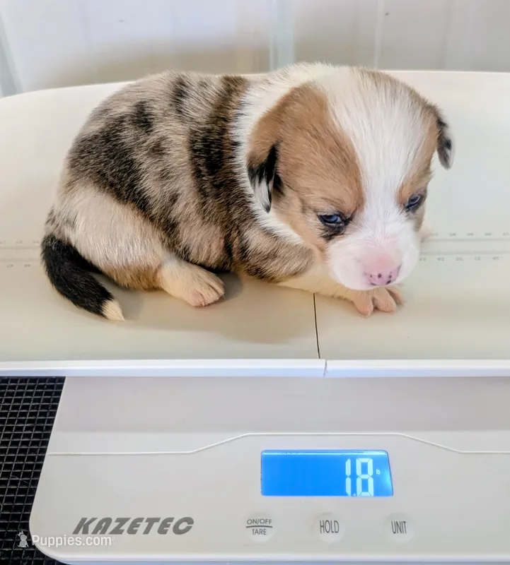 Pecan Pie – Cardigan Welsh Corgi, Pembroke Welsh Corgi puppy for sale in Delta, CO