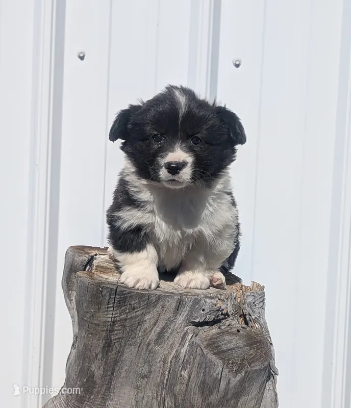 Gobble – Cardigan Welsh Corgi, Pembroke Welsh Corgi puppy for sale in Delta, CO