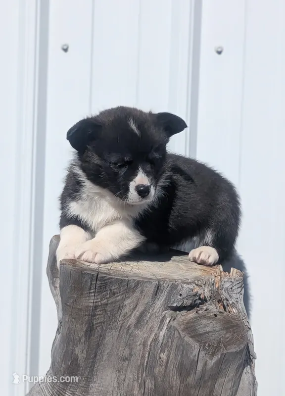 Giblet – Cardigan Welsh Corgi, Pembroke Welsh Corgi puppy for sale in Delta, CO