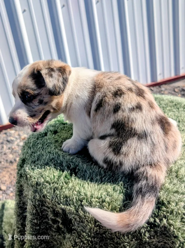 Sprinkles - AKC – Cardigan Welsh Corgi puppy for sale in Hotchkiss, CO