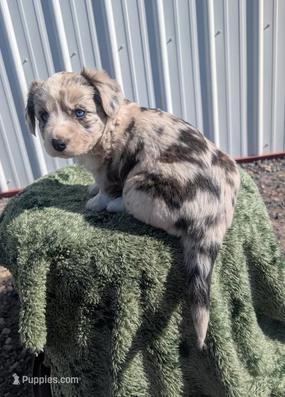 Rain - AKC – Cardigan Welsh Corgi puppy for sale in Hotchkiss, CO