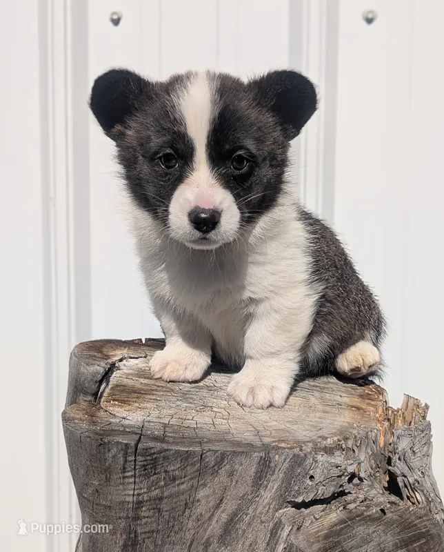 Honey Ham – Cardigan Welsh Corgi, Pembroke Welsh Corgi puppy for sale in Delta, CO
