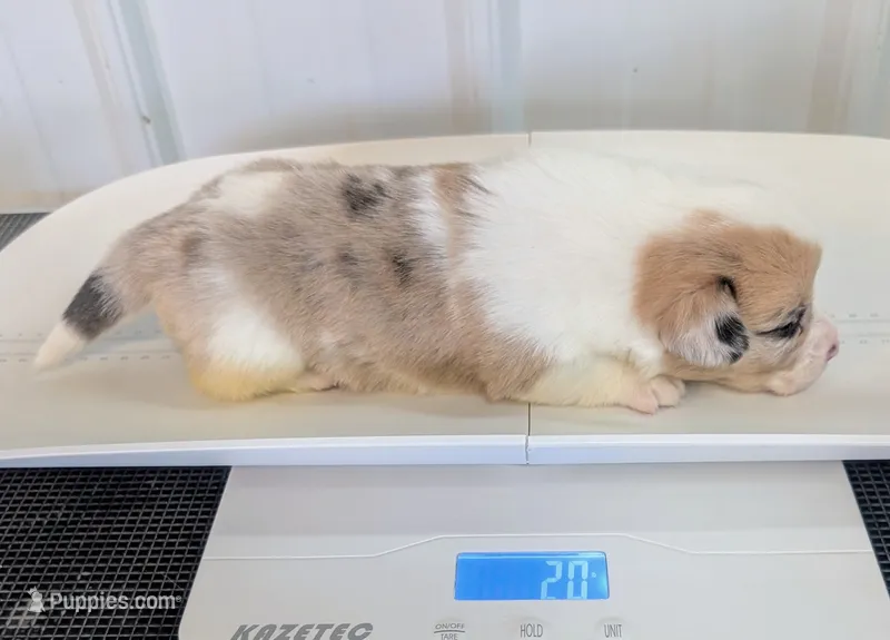 Sweet Potato – Cardigan Welsh Corgi, Pembroke Welsh Corgi puppy for sale in Delta, CO